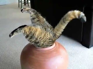 Cat Compilation - AllStar Cats