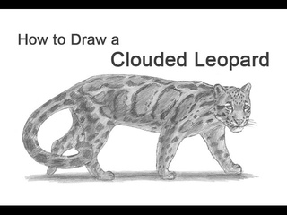 How to Draw a Clouded Leopard