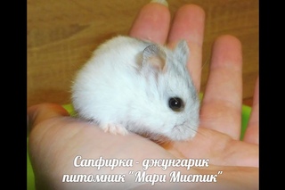 ХОМЯЧКИ - МАРГО И САПФИР - ОКРАС ЖЕМЧУЖНЫЙ - ТЕСТ НА ДИАБЕТ   ( МАРИ МИСТИК )