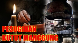 Pesugihan Kutut Manggung Masuk di 5 Mitos Burung Perkutut