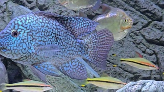 Carpintis rio hondo cichlid