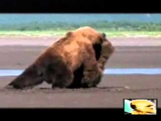 Битва медведей