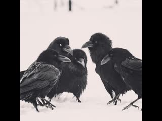 Hagalaz Runedance - Raven Night