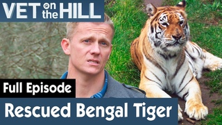 Ветеринар на холме: Бенгальским тиграм нужен стоматолог (3 сезон 17 серия) / Rescued Bengal Tigers Needs Dental Surgery | S03E17 | Vet On The Hill