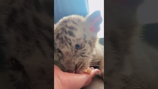 eating #tigercub #tiger #kitten #foryou #fpy #cute #kitty  #zoo #adorable
