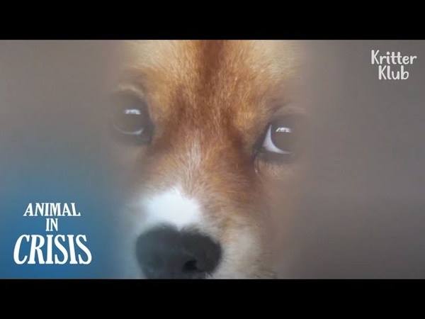 Im Living With A Dog ( Part 2), Animal in Crisis