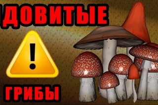 Ядовитые грибы