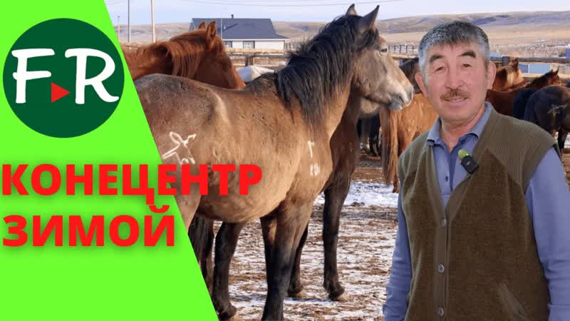 Конецентр на 20 000 голов. Кони лечат всё, но профилактика