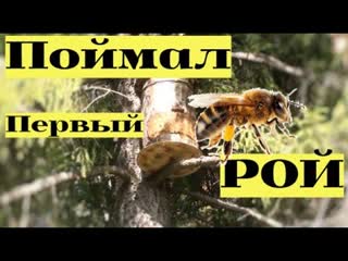 Поймал первый рой в этом году. Июнь #14