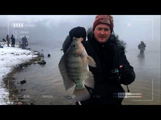 Тилапия. В поисках мечты.