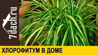 Хлорофитум: уход, размножение, особые свойства - 7 дач