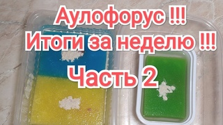 Аулофорус! Увеличиваем культуру в ТРИ раза!!! Эксперимент за неделю!