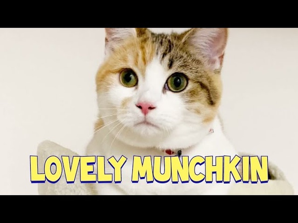 Lovely Munchkin Cat Monaka is So Curious :