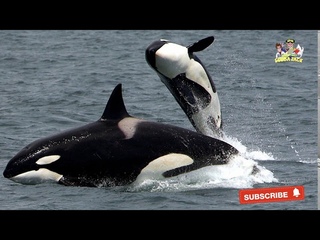 Interesting Facts About Killer Whales with FREE Activity Workbook Download!