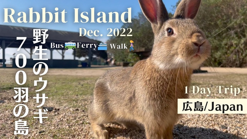 Rabbit Island, JAPAN Rabbit paradise Visiting an island with 700 wild rabbits Okunoshima.