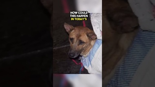 These abused dogs were rescued just in time from being slaughtered
