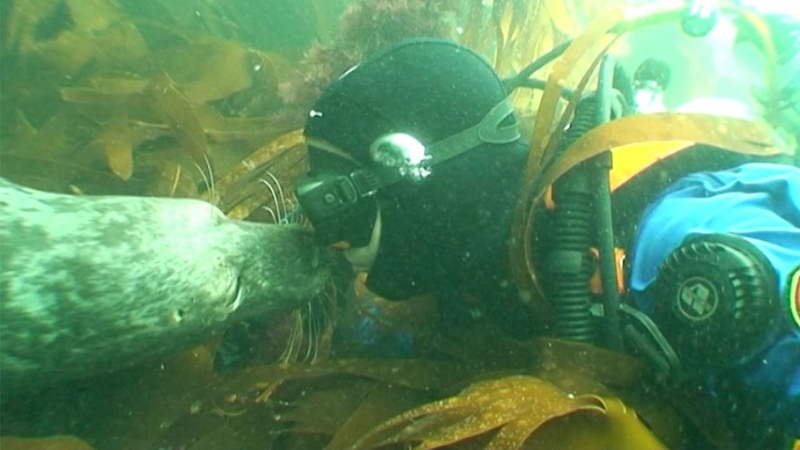 Sealed With A Kiss: Adorable Seals Befriend