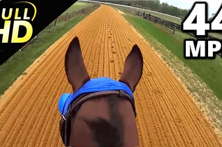 Jockey Cam Horse FAST Galloping 44mph. GoPro Hero 3