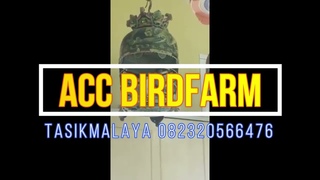 BURUNG PERKUTUT DEWASA HASIL TERNAK ACC BIIRDFARM TASIKMALAYA