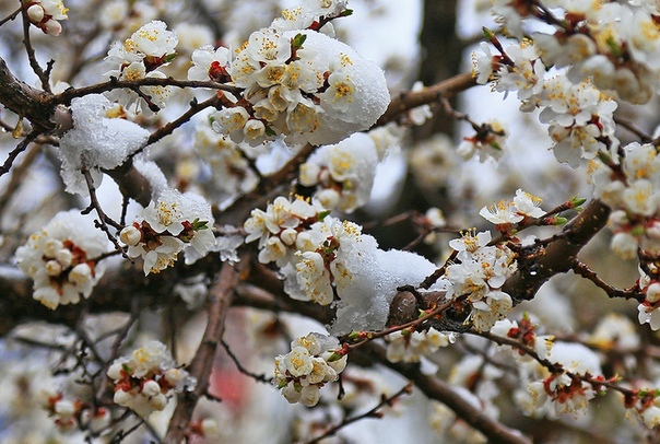 Снег в апреле в каком году. Снегопад в апреле в молдове. Картинки с выпавшим снегом в апреле. Снег в апреле фото. Снег в апреле фото.