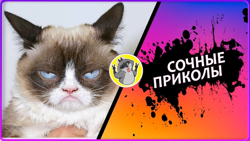 Пухлый Енот Лучшие приколы 2020. СМЕХ ДО СЛЕЗ. Best Coub 36