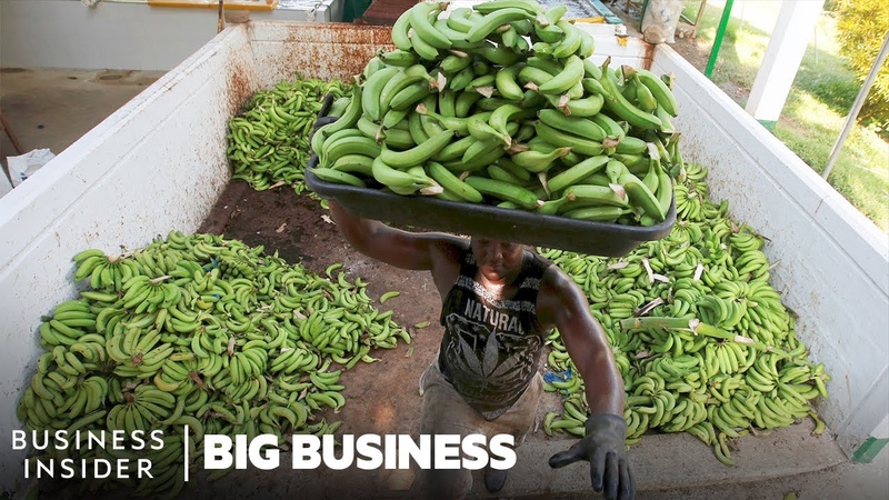 Why The World s Most Popular Banana May Go Extinct, Big