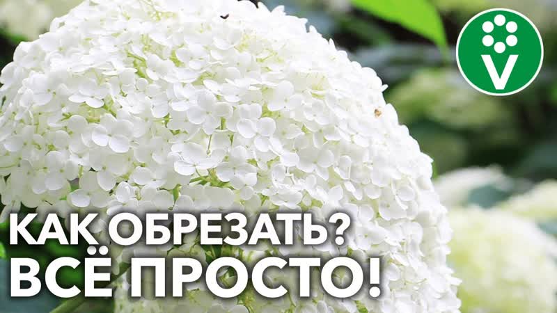 КУСТЫ НЕ РАЗВАЛЯТСЯ, А СОЦВЕТИЯ УДИВЯТ РАЗМЕРОМ при такой