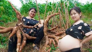 Harvesting Cassava, Processing, Drying and Storage for Livestock , Waiting For The Baby To Be Born