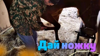 Проверяем копыто. Смирный конь Руфер . Русская рысистая. Жизнь в поселке