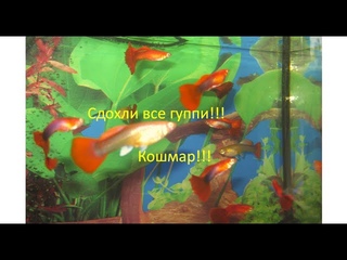 Особенности содержания гуппи!