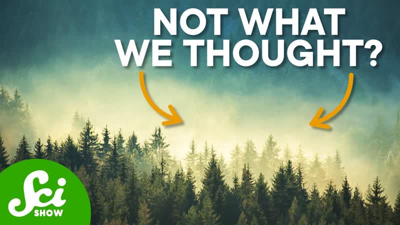 How Trees Control the