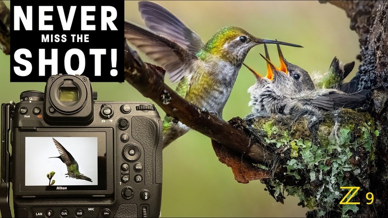 FREEZE birds in flight, SHARP hummingbird photos, Pro tips for continuous shooting Nikon
