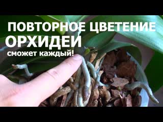 как заставить орхидею цвести! ПОСМОТРИТЕ КАК ЛЕГКО - это может каждыи!