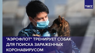 Аэрофлот тренирует собак для поиска зараженных коронавирусом