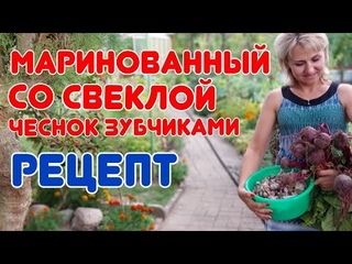 Как я мариную чеснок со свёклой в банках. Все в ШОКЕ от такой ВКУСНОТЫ! @galabum