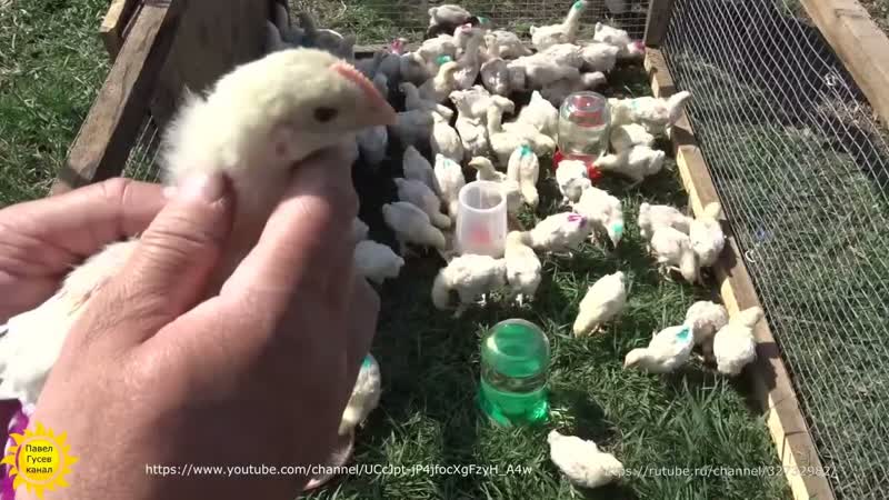 Порода кур Маран белый. От яйца до