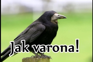 Дурны мужык, як варона