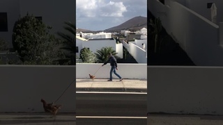 Un vecino de Uga pasea una gallina incumpliendo el estado de alarma