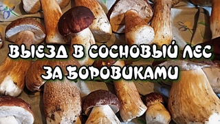 Накосил белых грибов в сосновом бору!