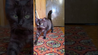 Спеэйс кот оборотень #cat #spacecat #cosmiccat #catlover #thecatsplanet