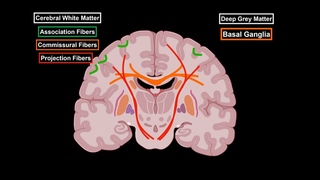 Internal Cerebrum (Association, Commissural, Projection Fibers, Basal Ganglion)