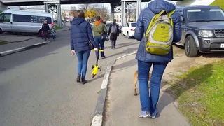 Щенок малинуа Фрай Винд Фабби, вораст 2,5 мес, вторая прогулка в городе