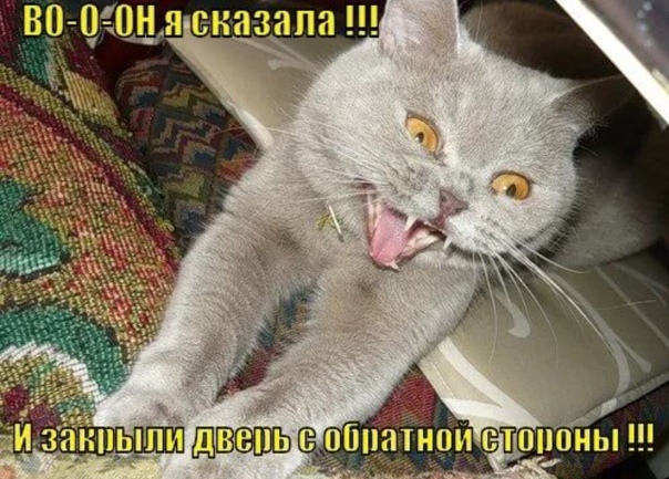 Смешные видео до слез с матом. Смешные коты с надписями про коронавирус. Приколы про котов с надписями. Коты приколы с надписями до слёз. Ржака про котов с надписями.