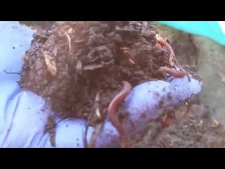 Красный калифорнийский червь .Простое содержание, хорошая отдача.