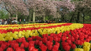 Keukenhof garden 2019
