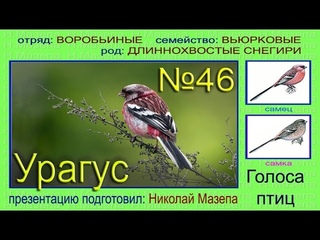 Урагус. Снегирь. Голоса птиц