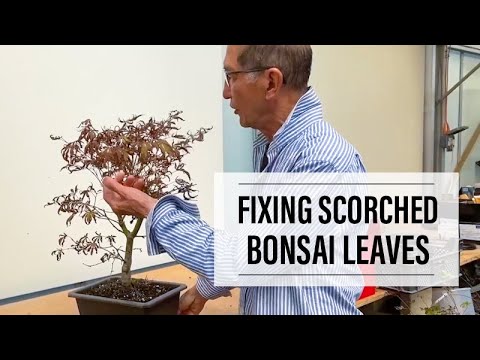 Hot Summer Tips: How to Fix Scorched Bonsai