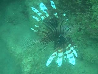 Pterois   .Карибы.Коста Рика.Морской петух!