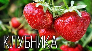 Клубника: Ароматная и вкусная | Интересные факты про клубнику