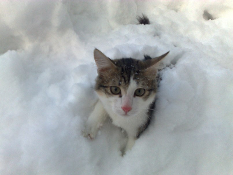 Виктория Шаршова Владимировна | Санкт-Петербург